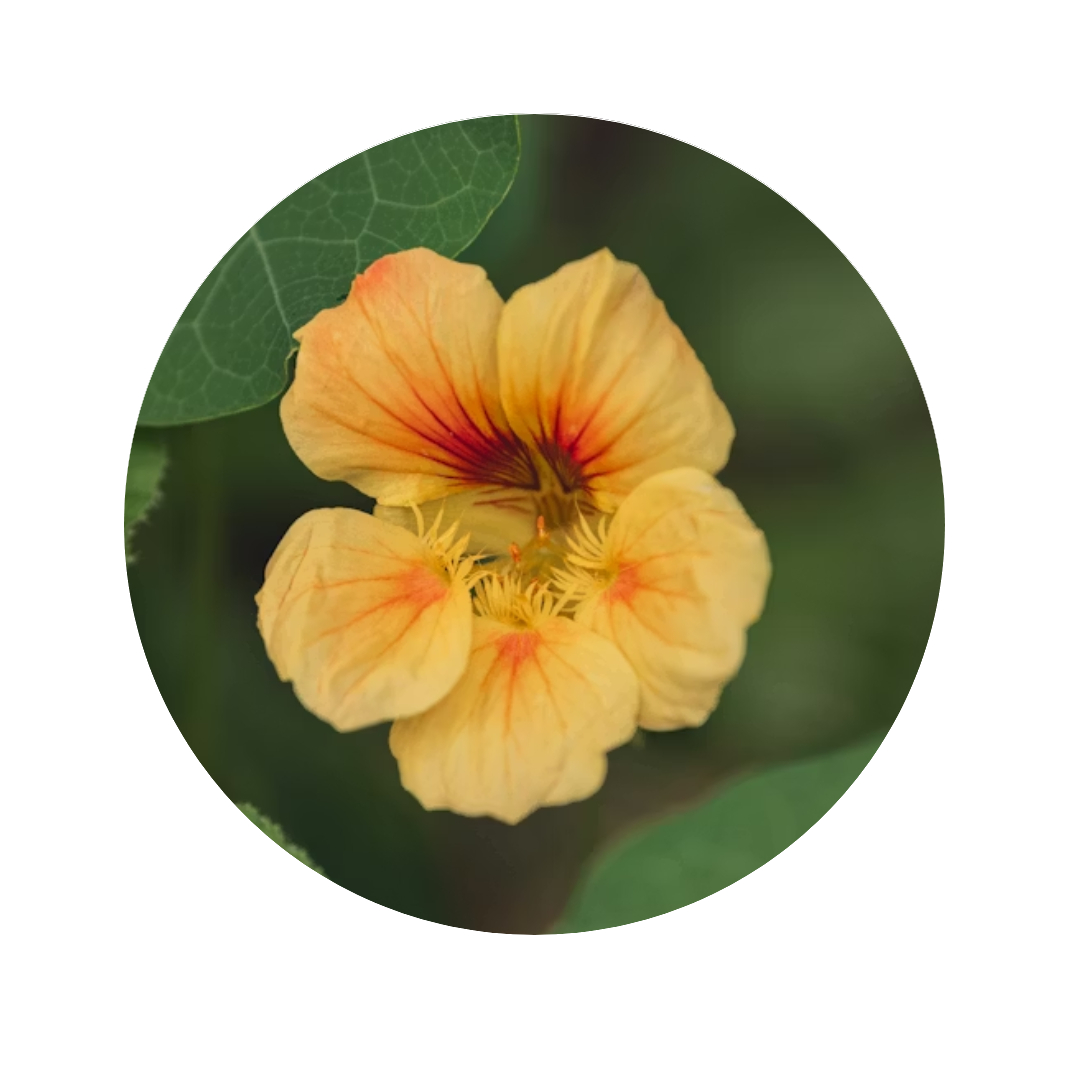 Yellow flower with red center against green leaves.