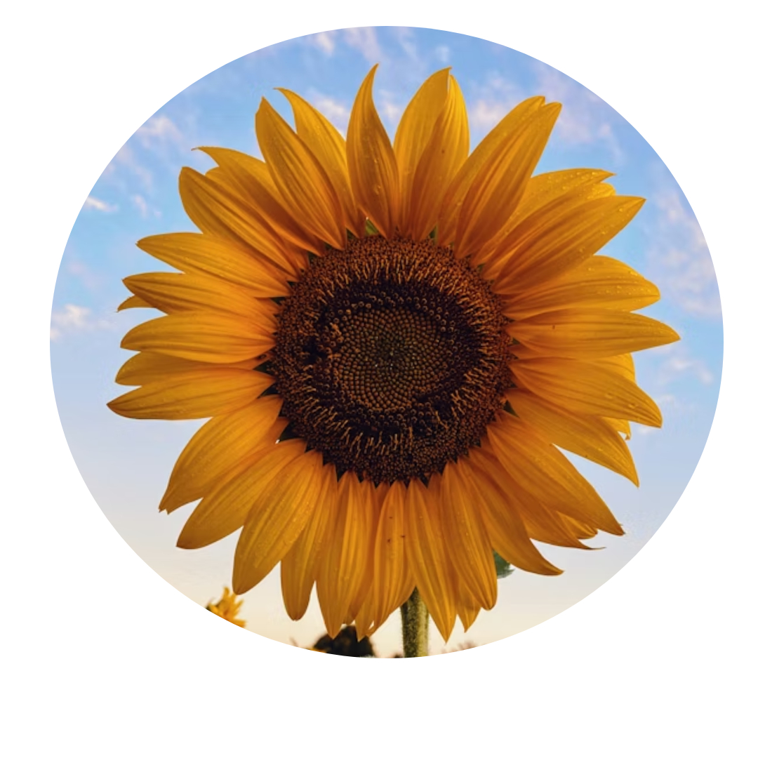 Sunflower against blue sky.